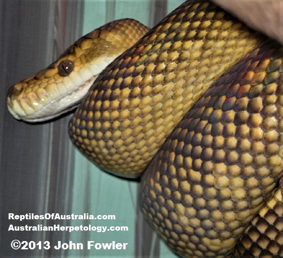 Tanimbar Island Python ("golden" phase) Simalia nauta at the Australian Reptile Park 
